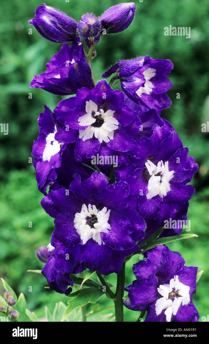 Delphinium 'King Arthur', dark blue flowers, garden plant delphiniums Stock Photo