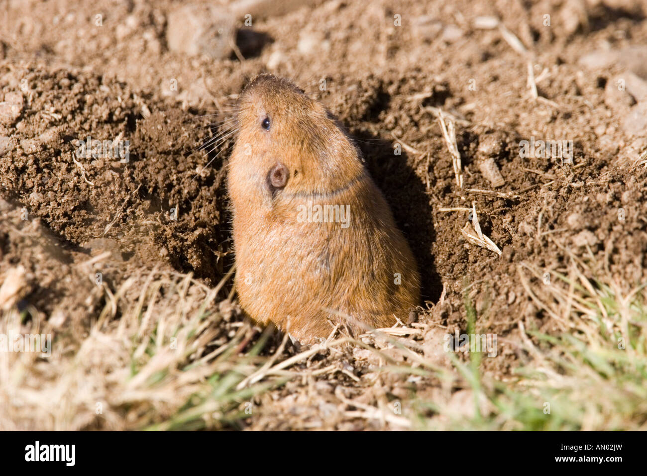 Pocket gopher hires stock photography and images Alamy