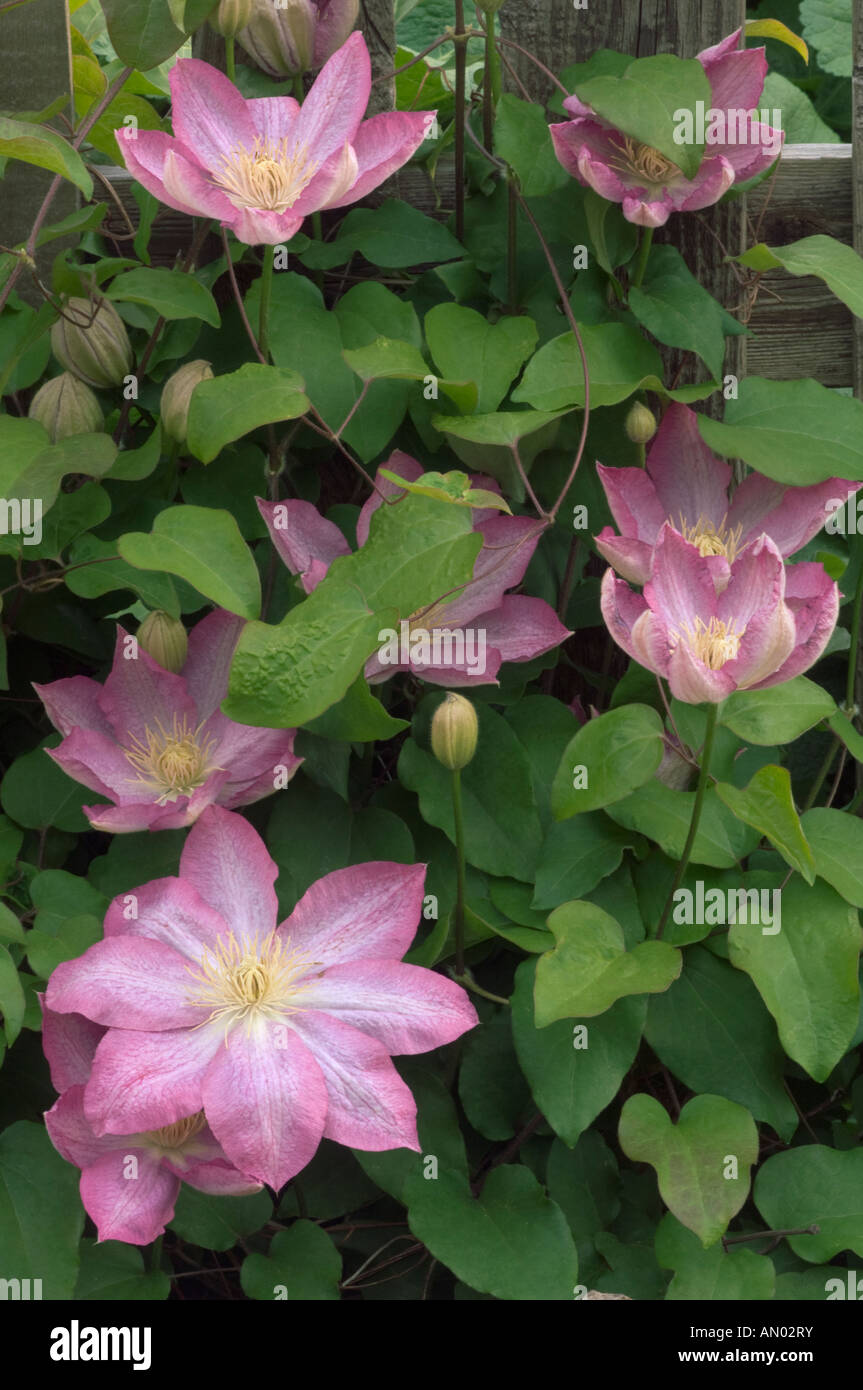 Clematis Buttercup Family Ranunculacaea Pennsylvania USA Stock Photo