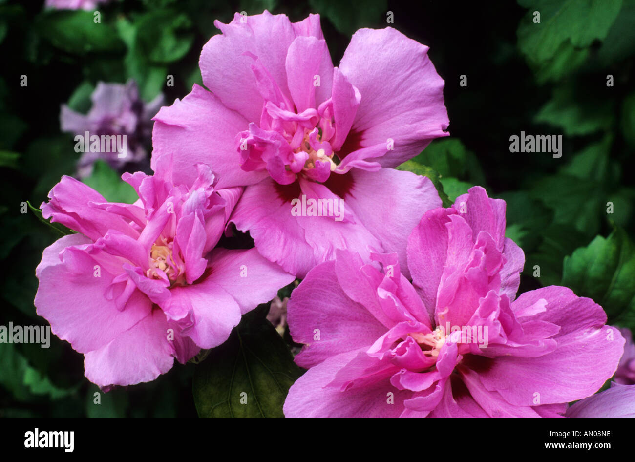 Hibiscus syriacus Ardens Stock Photo