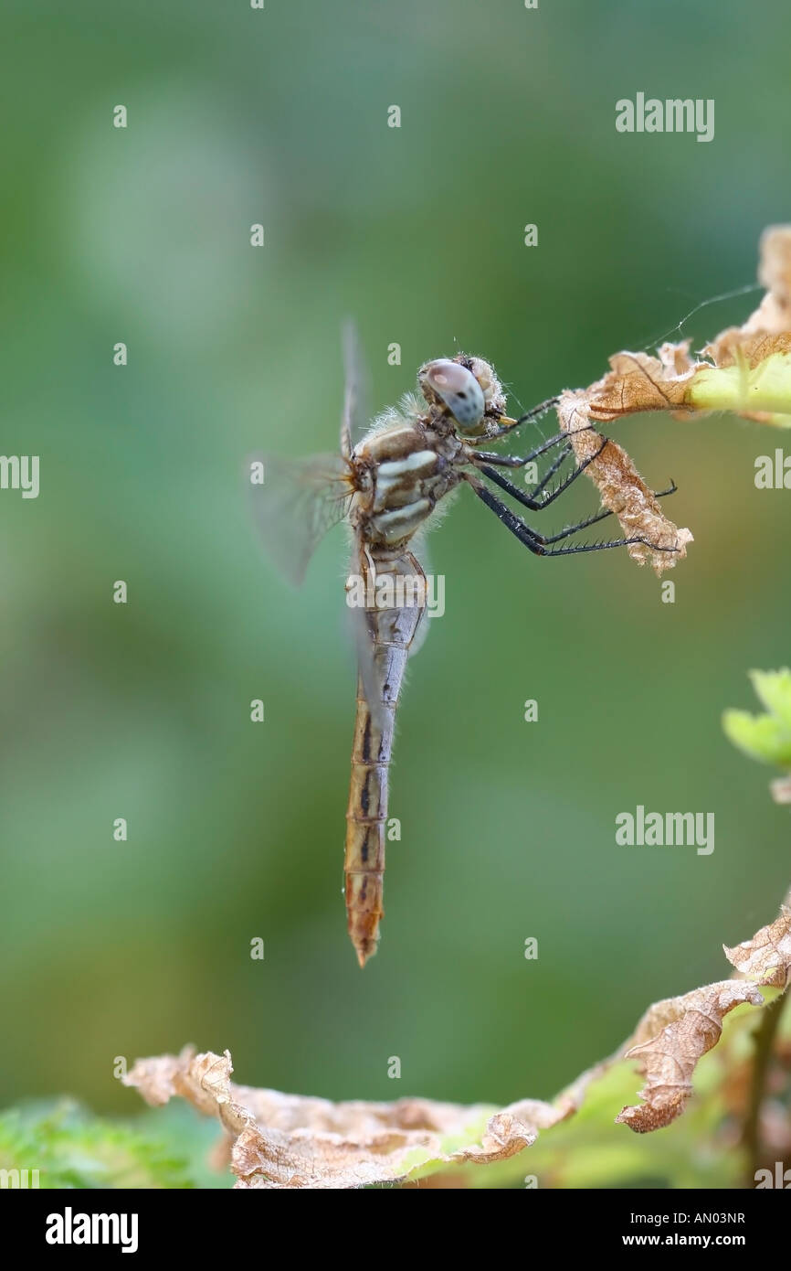 Dragonfly on green background Stock Photo - Alamy