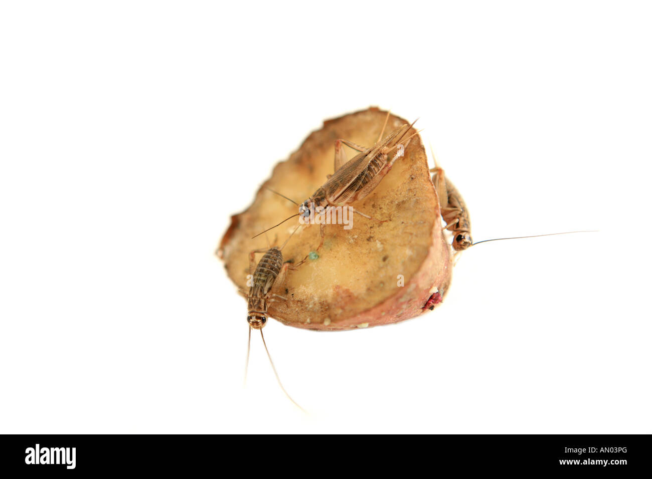 Crickets crawling on potato on white background Stock Photo Alamy