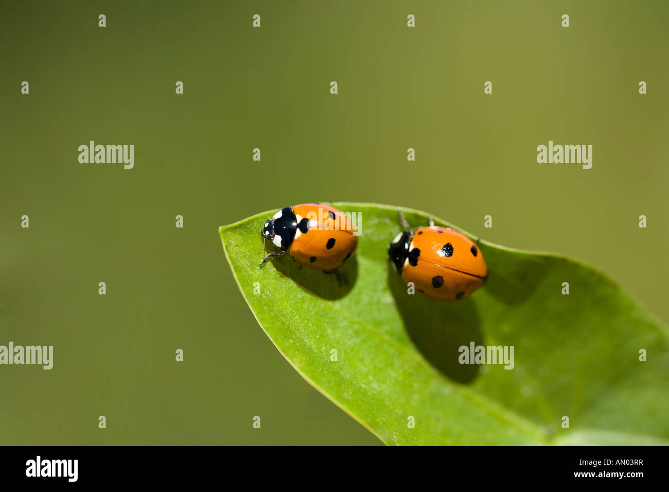 Two Lady bugs on a leaf with green background Stock Photo - Alamy