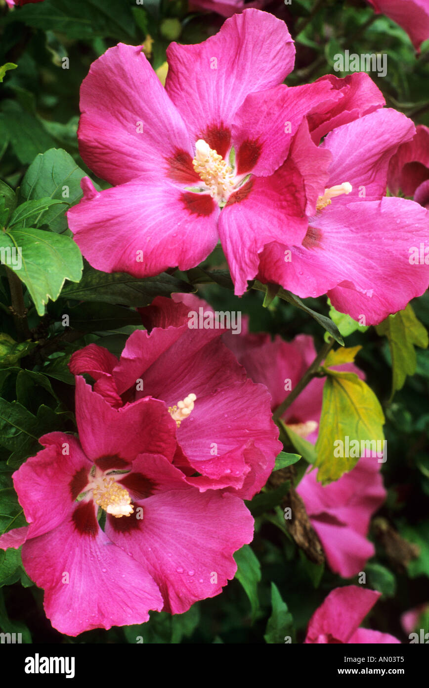 Hibiscus syriacus Pink Giant Stock Photo - Alamy