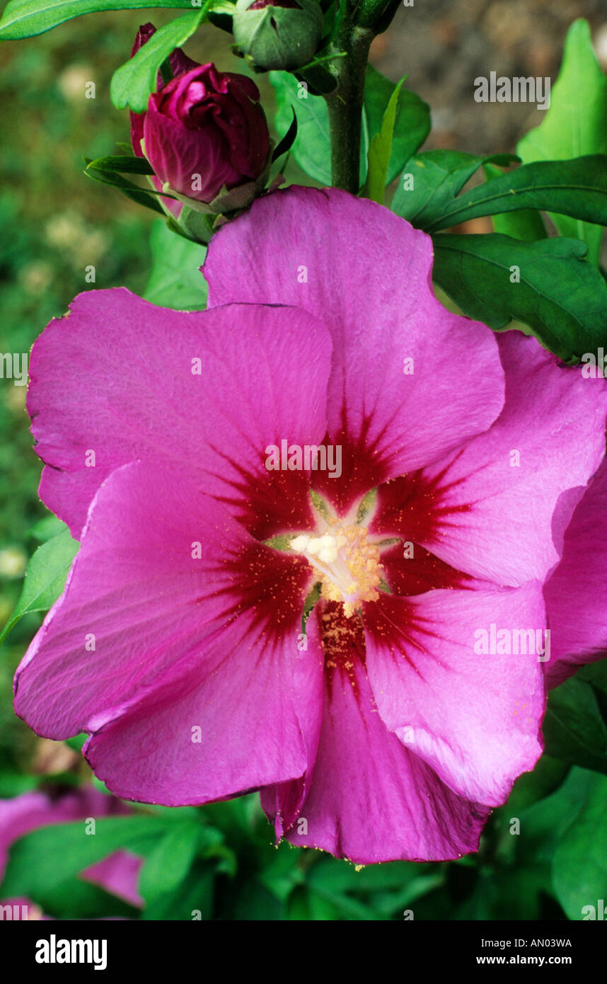 Hibiscus syriacus Russian Violet Stock Photo