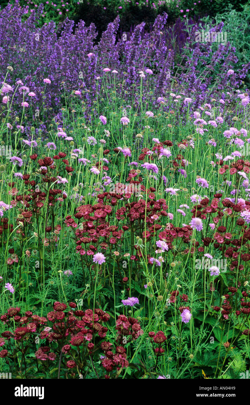 Pensthorpe, Astrantia 'Claret', Scaboisa alpina, Nepeta 'Walkers Low'' Pensthorpe Millennium Garden, Norfolk, England, UK Stock Photo