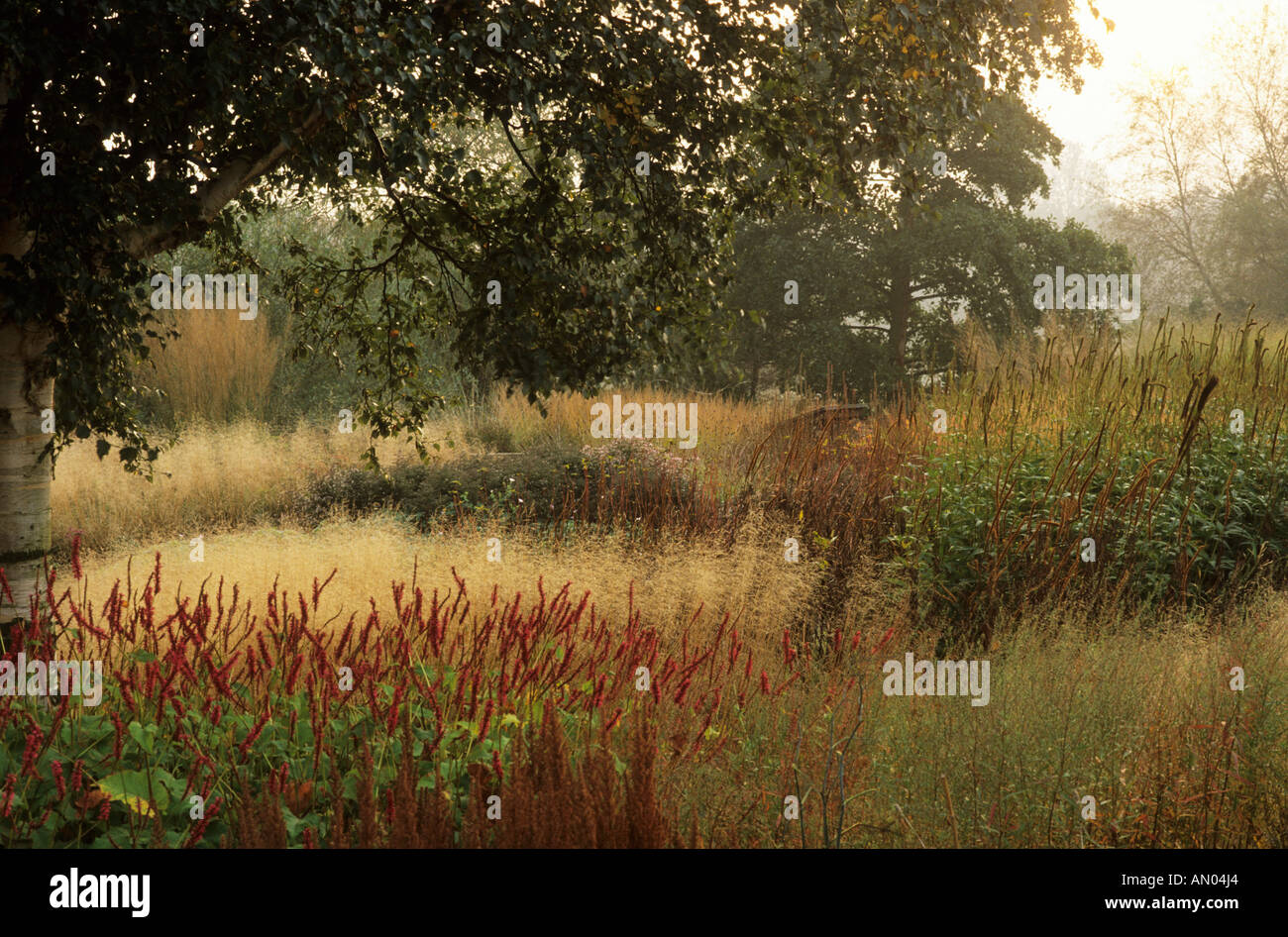 Pensthorpe Millennium Garden Norfolk Autumn mist grasses October atmospheric Persicaria Stock Photo