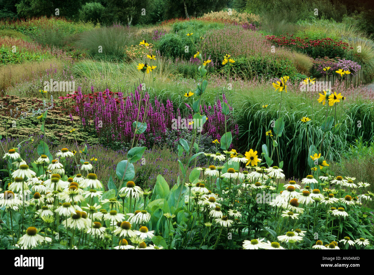 Pensthorpe, Echinacea 'Green Edge', Rudbekia maxima Stock Photo