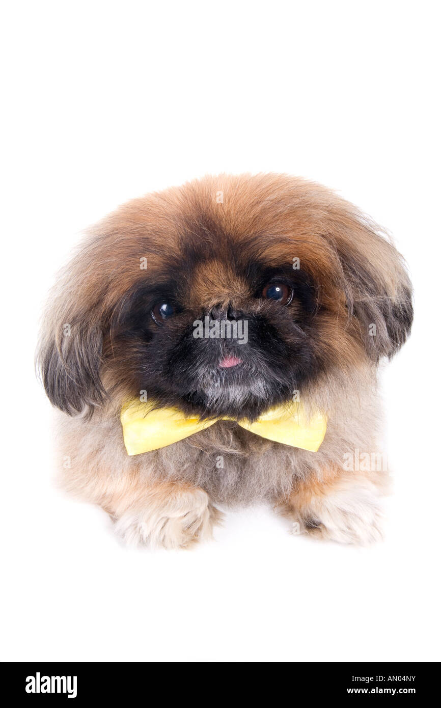 Brown Pekingese dog wearing yellow bow tie isolated on white Stock Photo