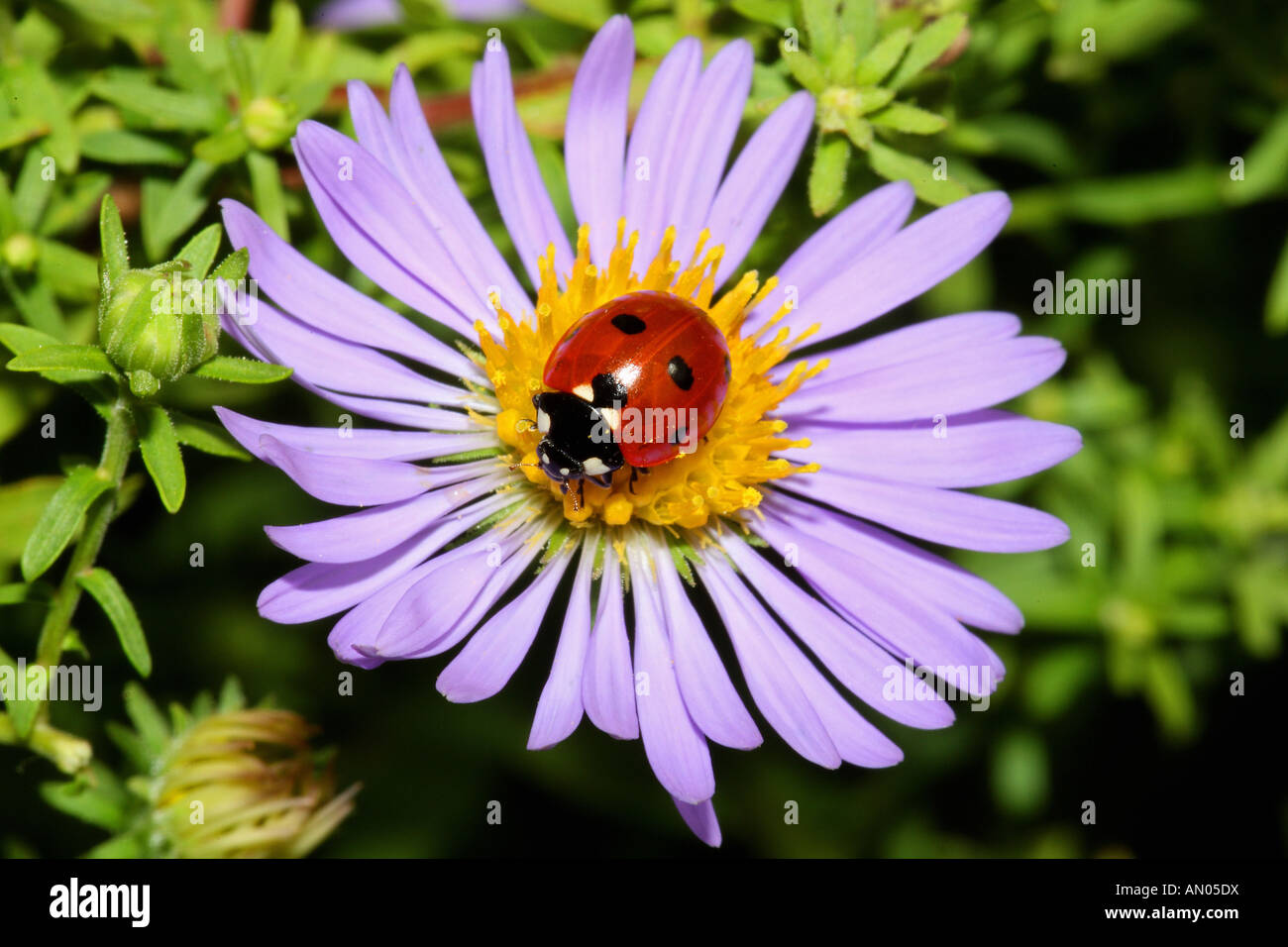 Seven-spot ladybug (Coccinella septempunctata) on a flower Stock Photo