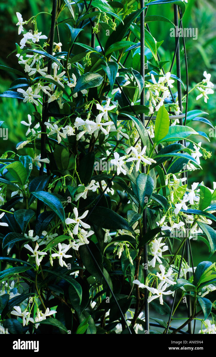 Trachelospermum jasminoides climbing frame white flowers garden plant Stock Photo