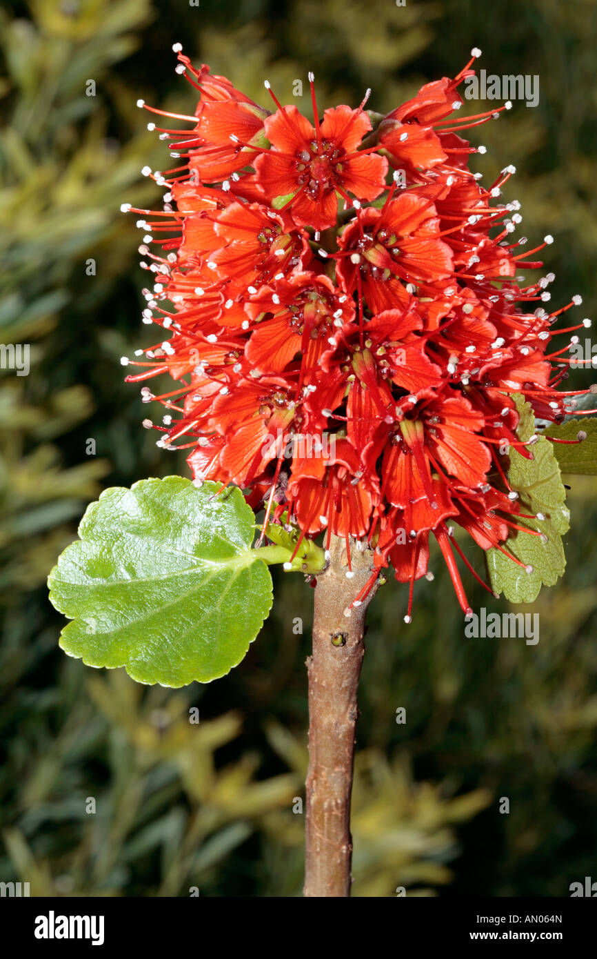 Woolly Bottlebrush, Natal Bottlebrush, Transvaal Baal Tout- Greyia radlkoferi -Family Greyiaceae Stock Photo