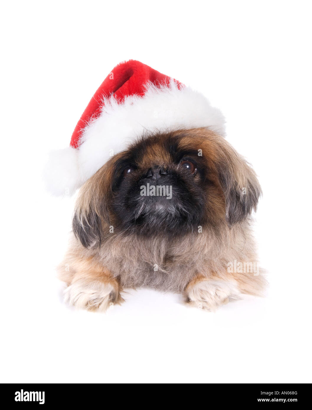 Brown Pekingese dog dressed for Christmas in red and white hat isolated on white Stock Photo