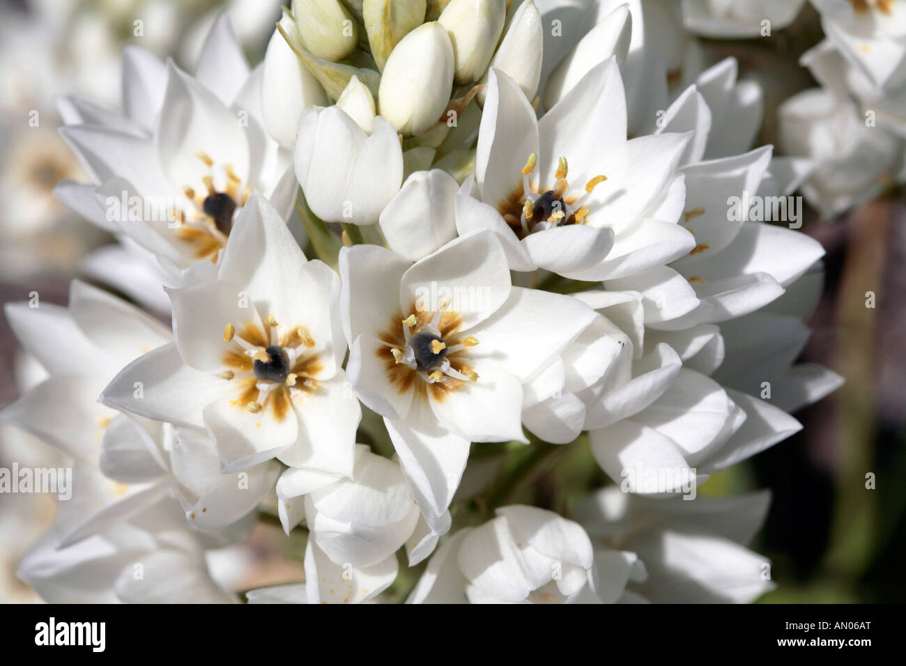Chincherinchee/Star of Bethlehem/ Tjienk - Ornithogalum thyrsoides- Family Hyacinthaceae Stock Photo