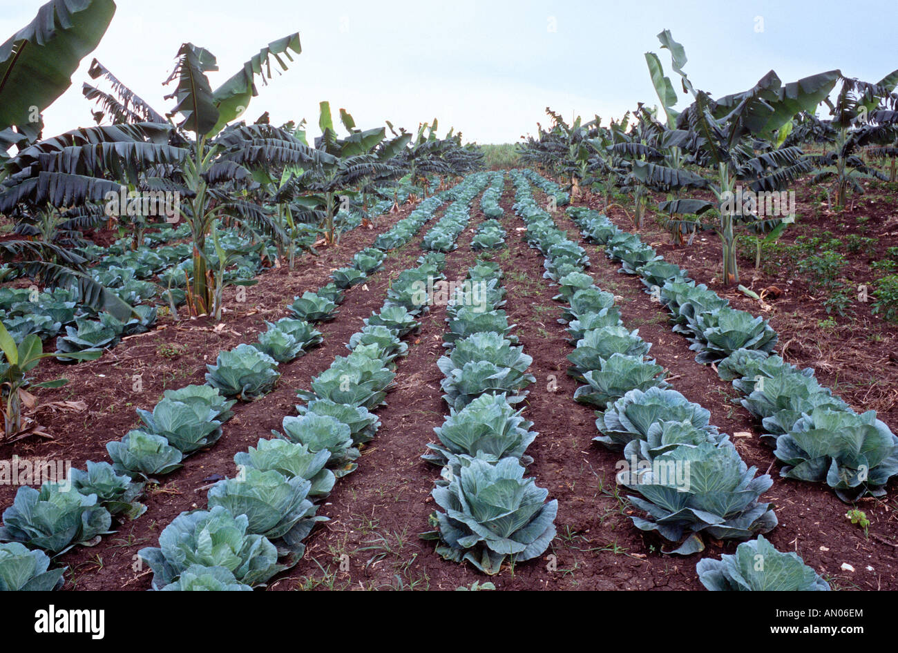 Cabbage field Cuba Stock Photo