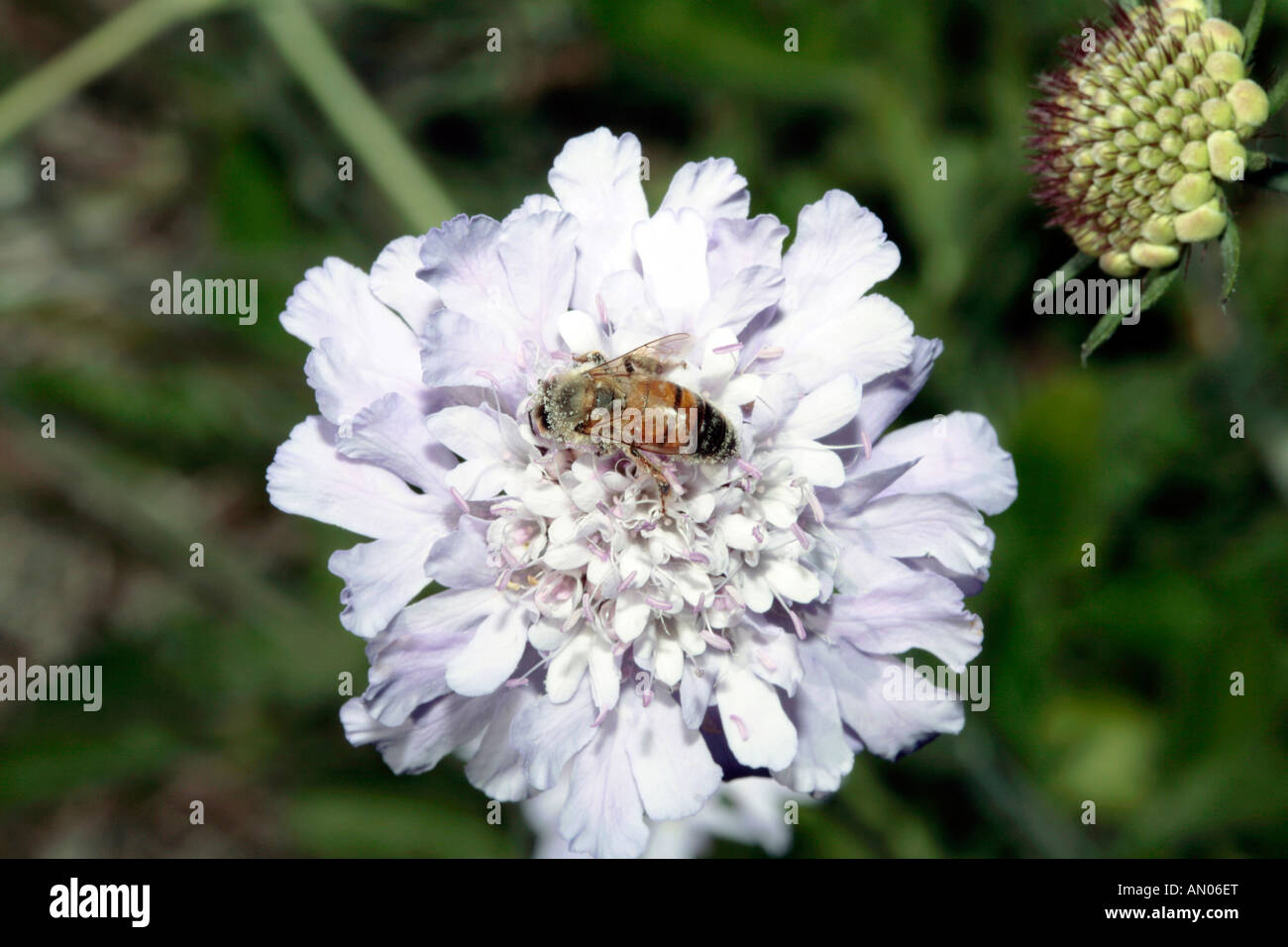 Honey Bee covered in pollen on Cape Scabious, Pincushion, Koringblom- Scabiosa africana-Family Dipsacaceae Stock Photo