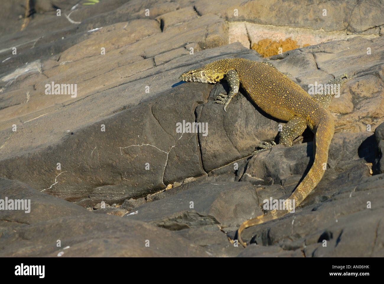 nile monitor on rocks / Varanus niloticus Stock Photo
