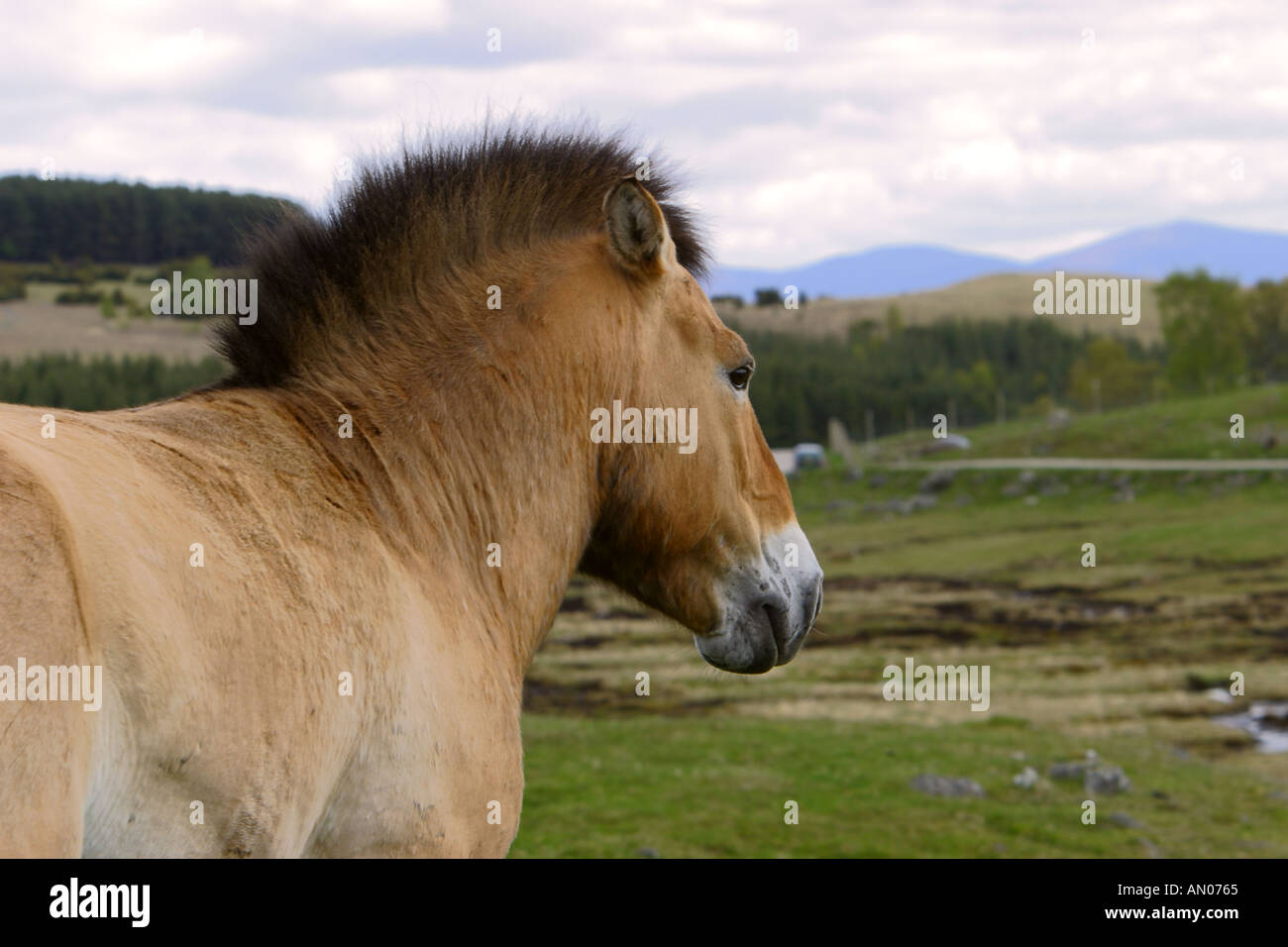 Przewalskis horse at the highland wildlife park Aviemoor Scotland which is part of Edinburgh Zoo Stock Photo