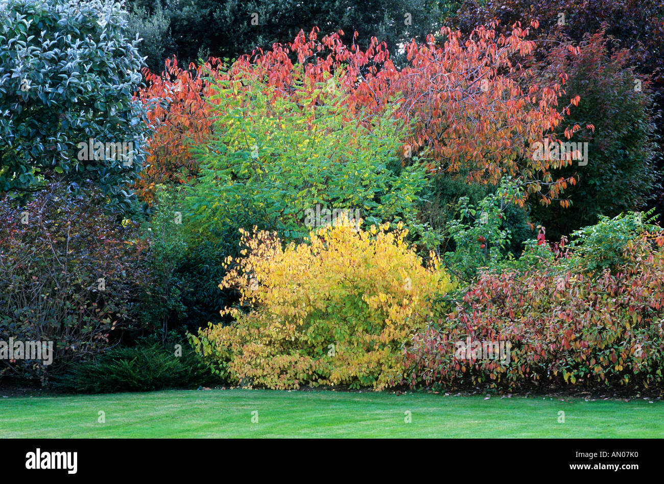 Autumn shrub border Cornus alba 'Spaethii', Cornus stolonifera 'Flaviramea', lawn October, garden plants borders Stock Photo