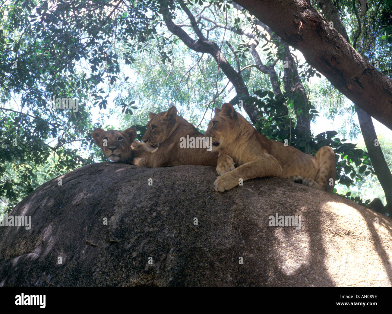 Lions on a rock in Zimbabwe Africa Stock Photo