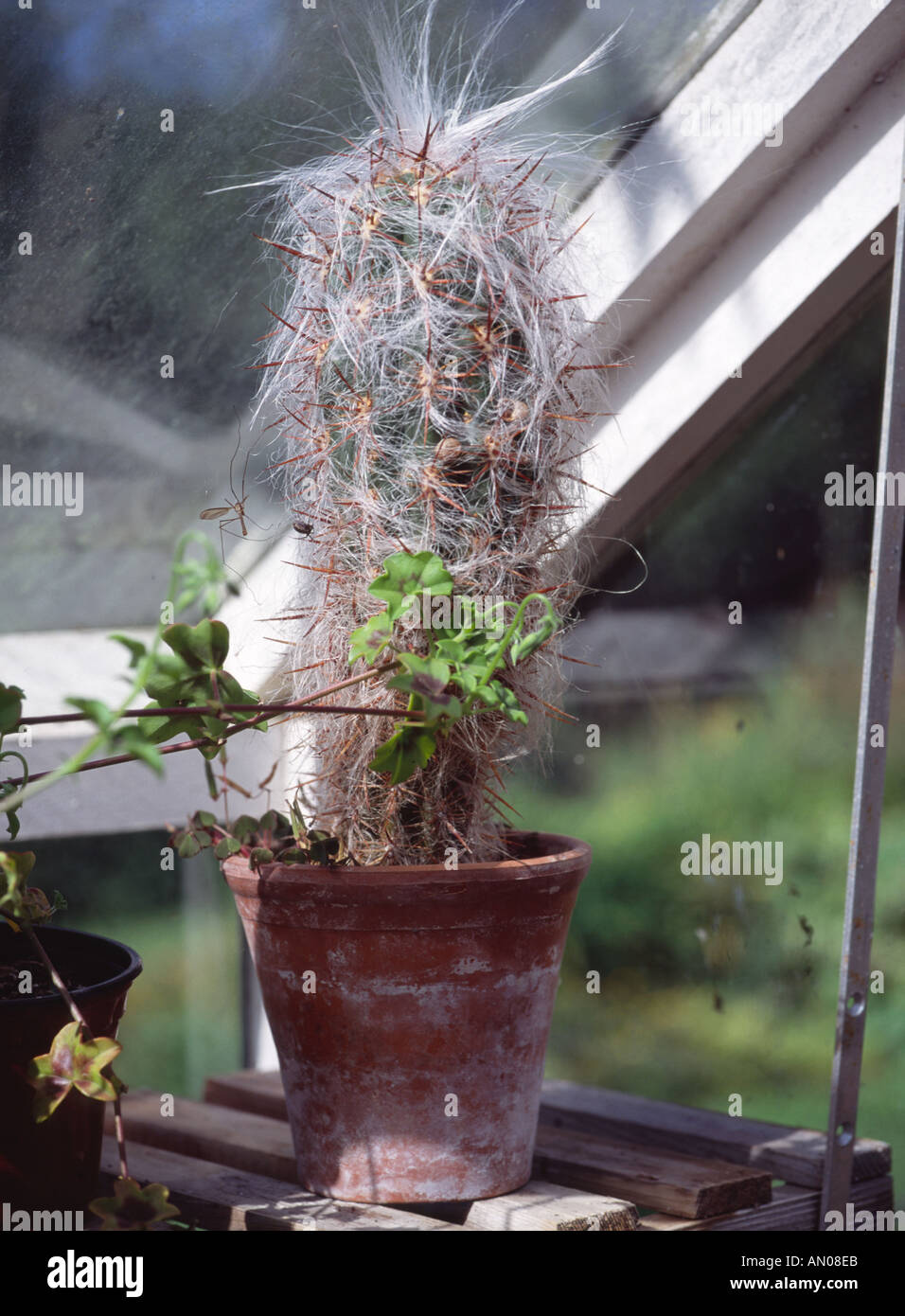 cactus in terracotta pot in greenhouse Stock Photo