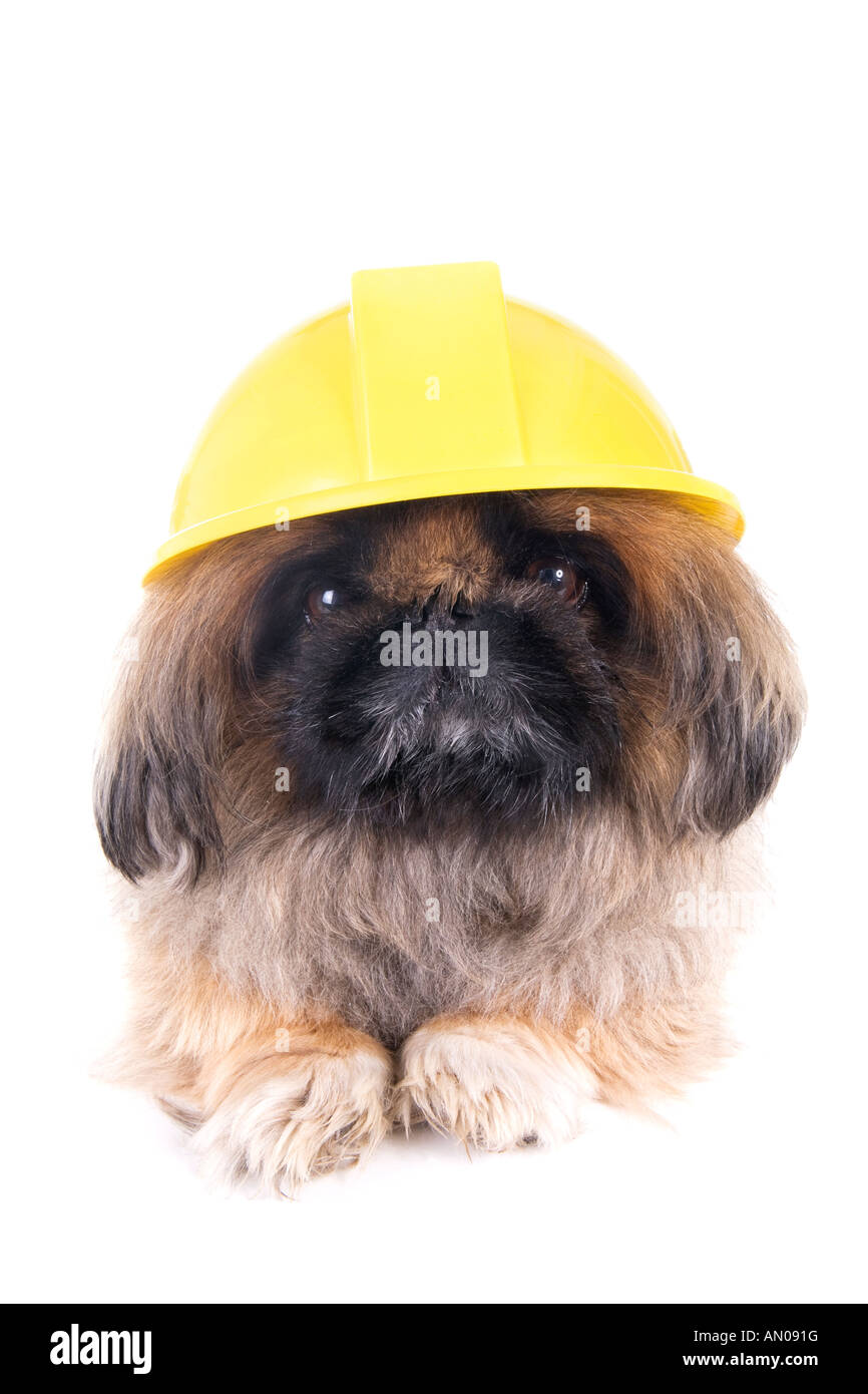 Brown construction worker Pekingese dog wearing yellow hard hat isolated on white Stock Photo