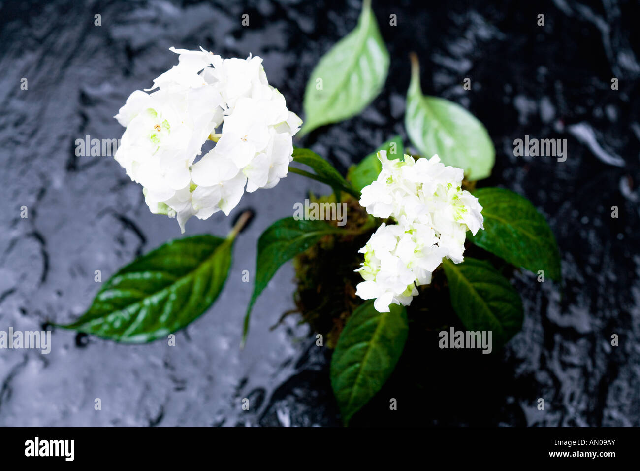 Hydrangea scale hi-res stock photography and images - Alamy