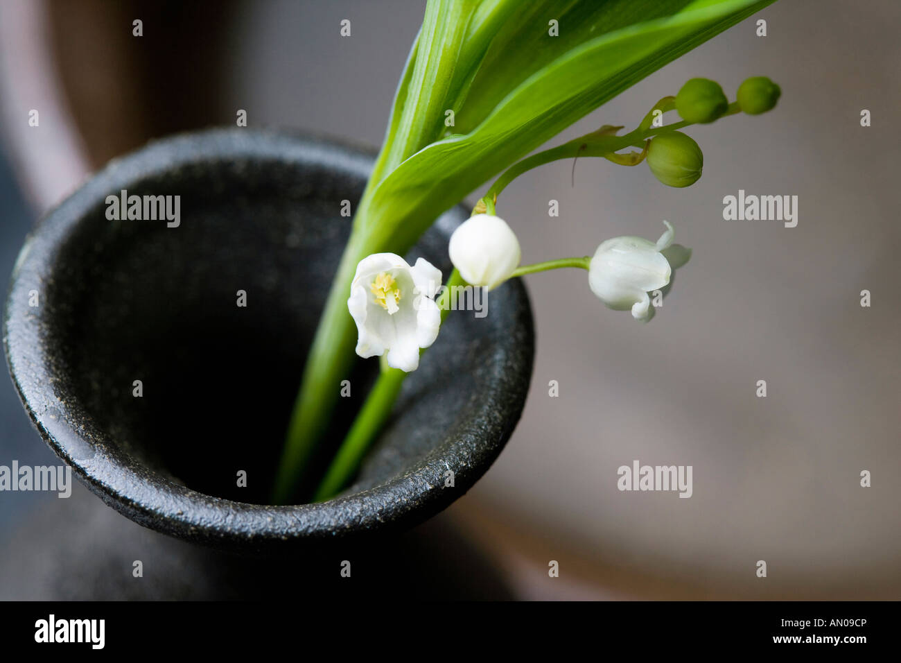 Lily of the valley Stock Photo - Alamy