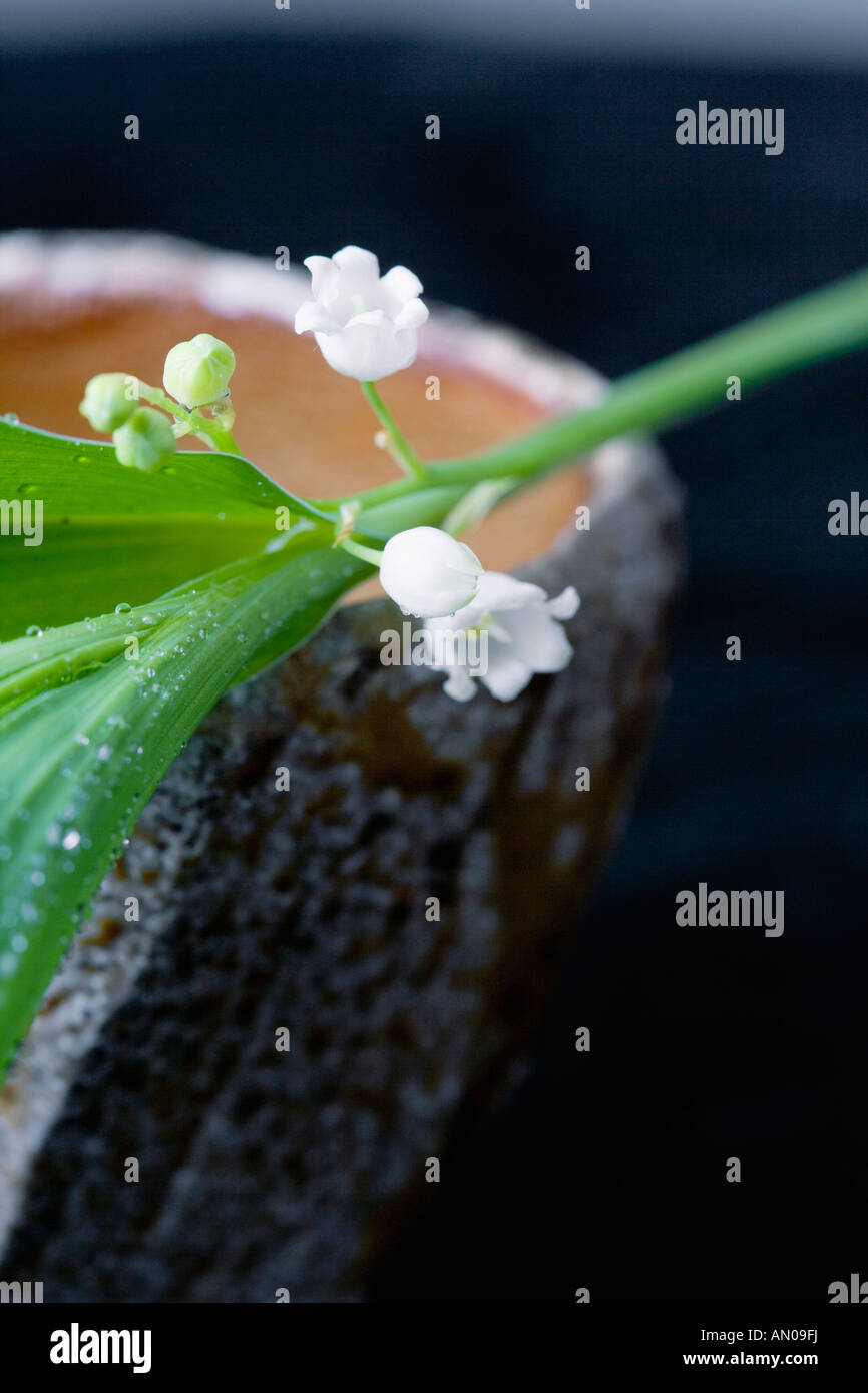 Lily of the valley Stock Photo - Alamy
