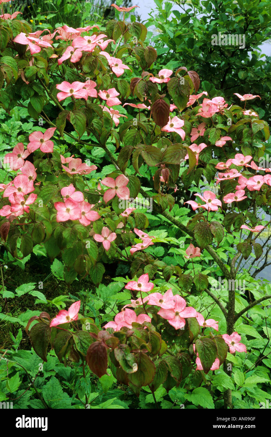 Cornus kousa 'Satomi', Dogwood, pink flowers, garden plant, dogwoods Stock Photo