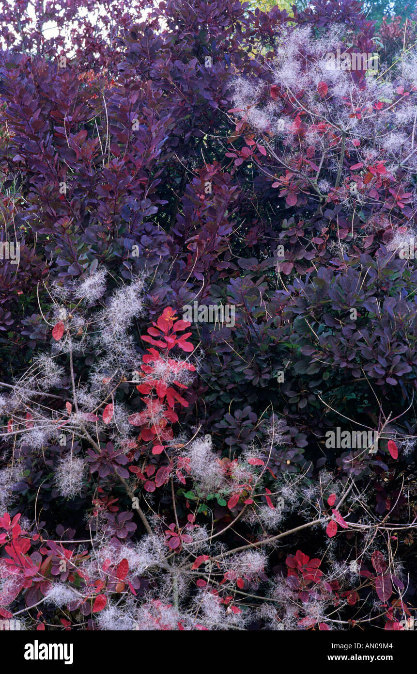 Cotinus coggygria October Smoke Bush Stock Photo - Alamy