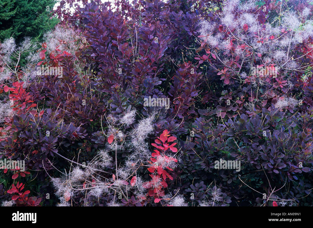 Cotinus coggygria October Smoke Bush Stock Photo - Alamy
