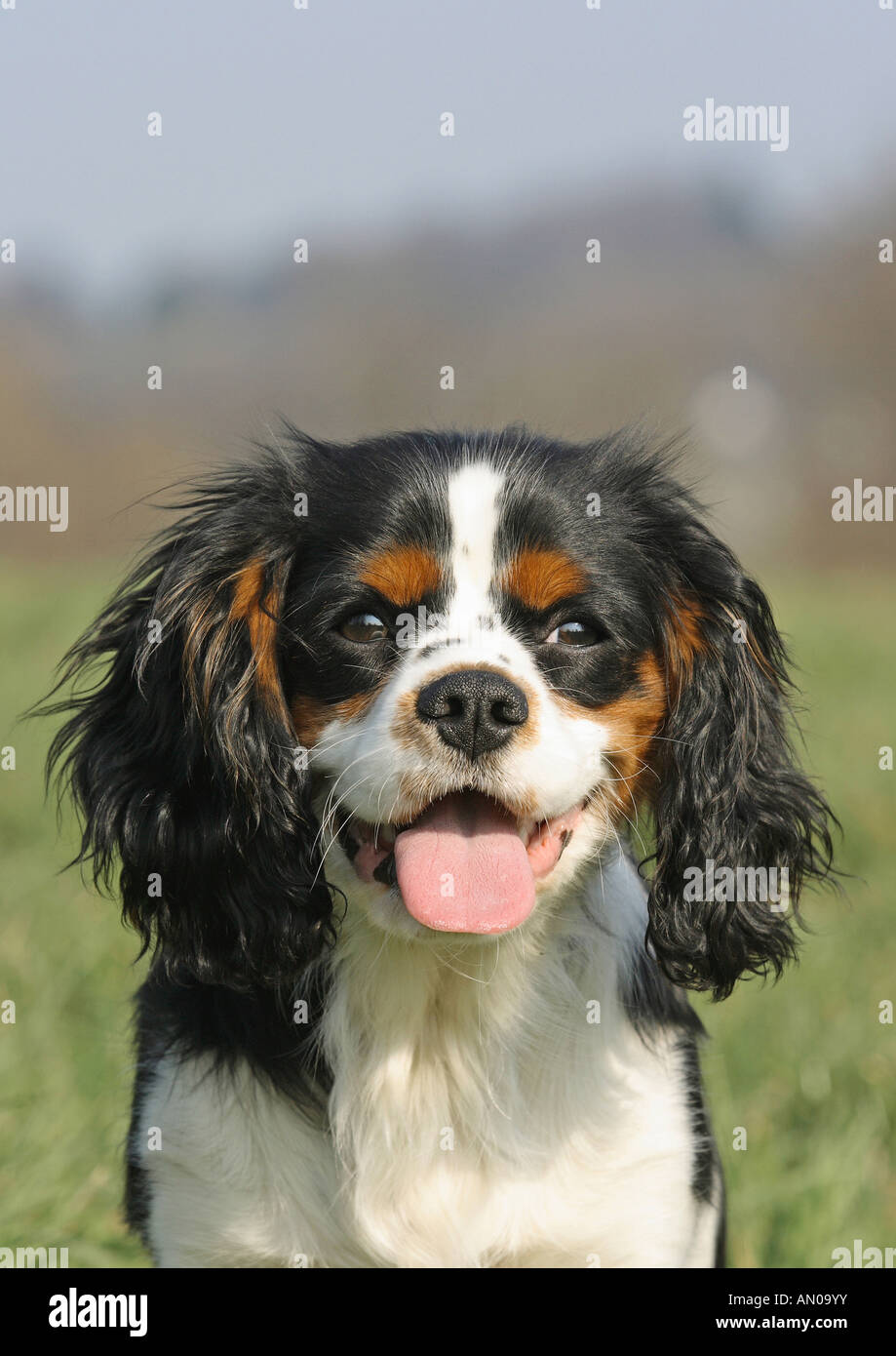 King charles portrait hi-res stock photography and images - Alamy
