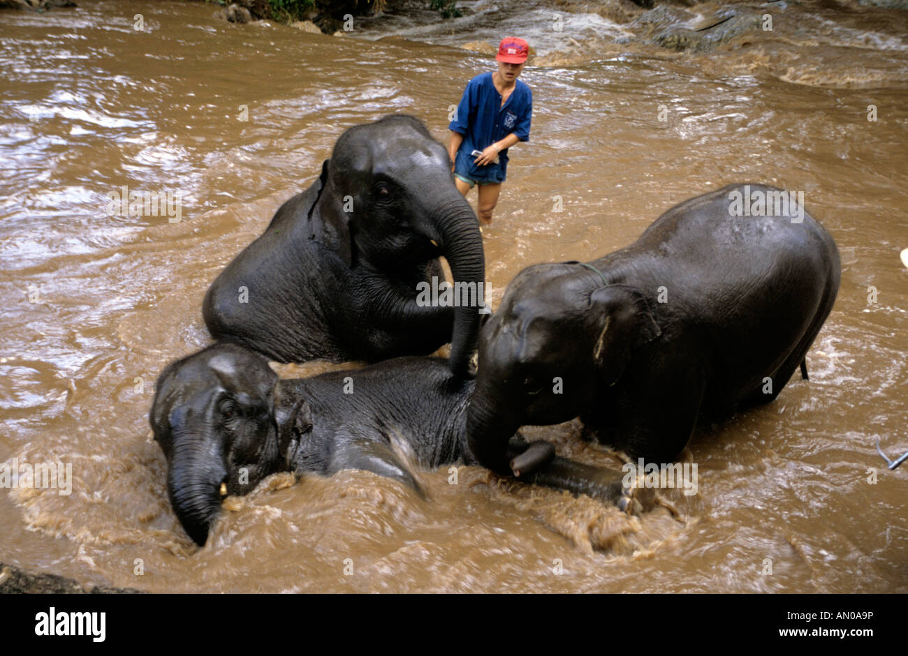 North Thailand Mae Hong Son Elephant Training Center Stock Photo