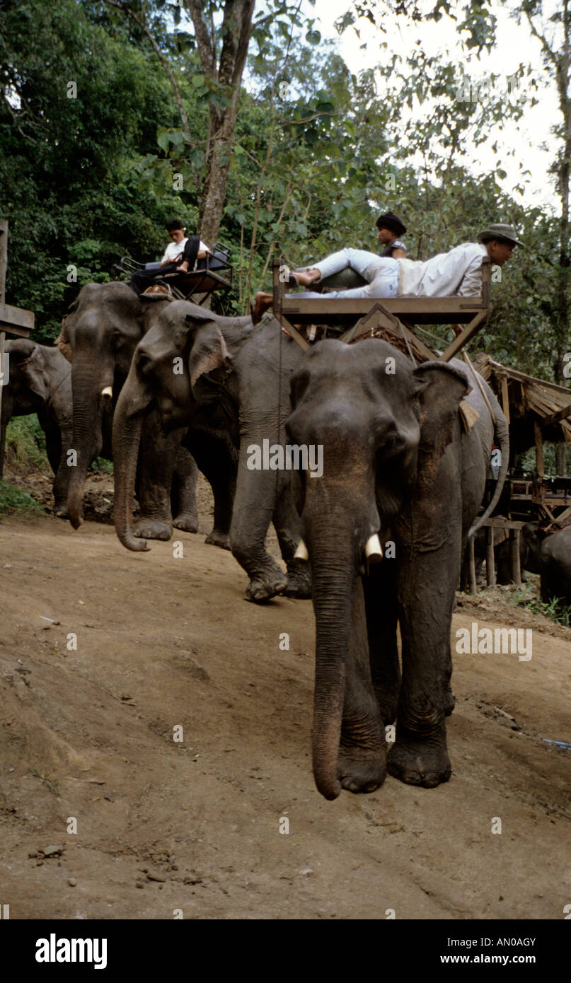 Thailand  North Thailand Elephant Training Center Stock Photo