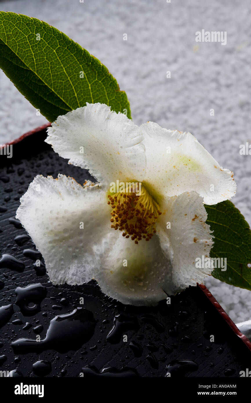 Stewartia pseudo-camellia Stock Photo