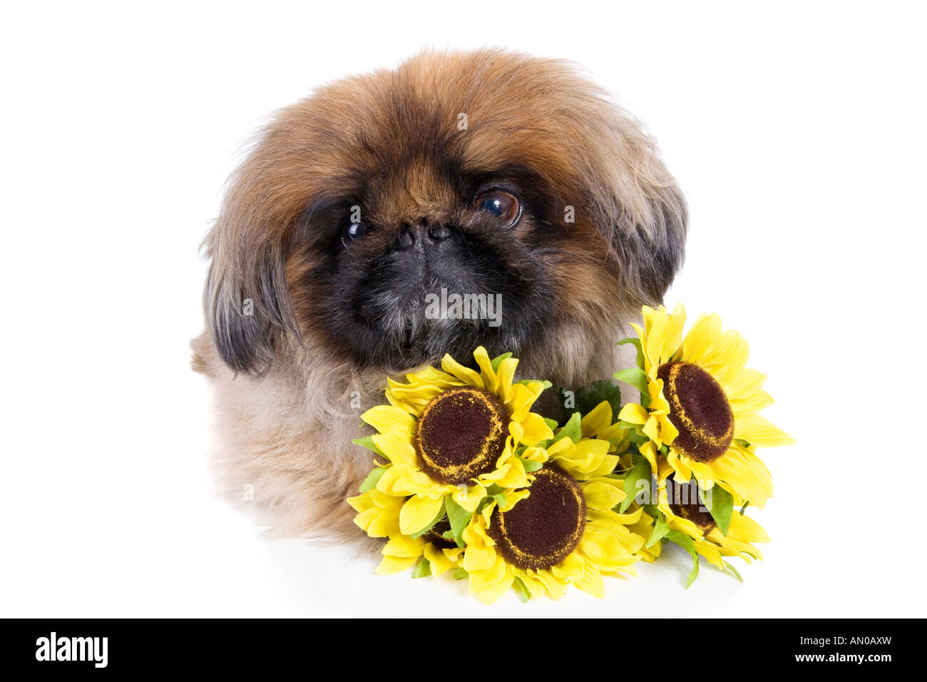 Pekingese dog with bouquet of yellow sunflowers isolated on white Stock Photo