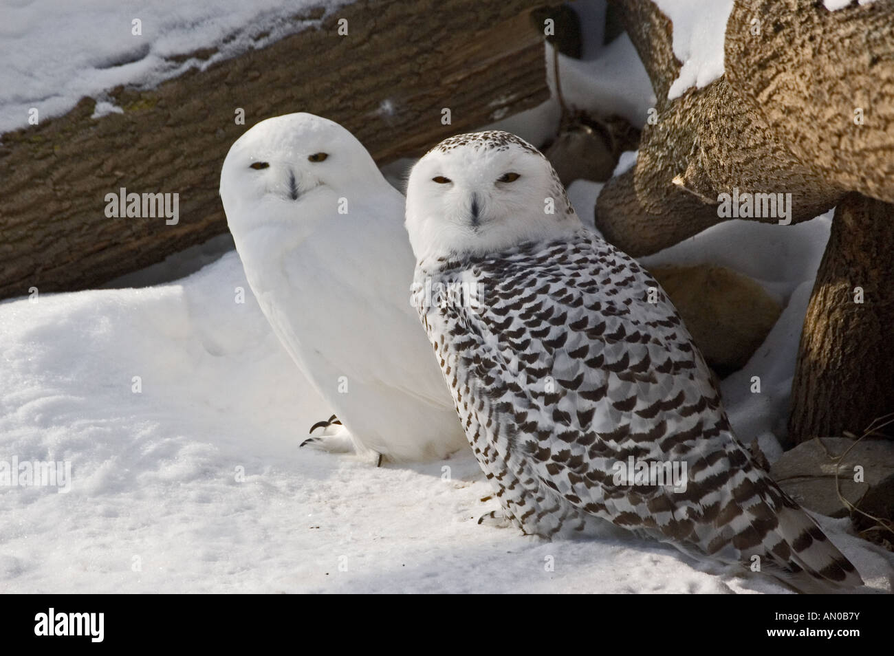 Male And Female Snowy Owls Stock Photo 15370190 Alamy owl-facts-types-classification-habitat-diet-adaptations