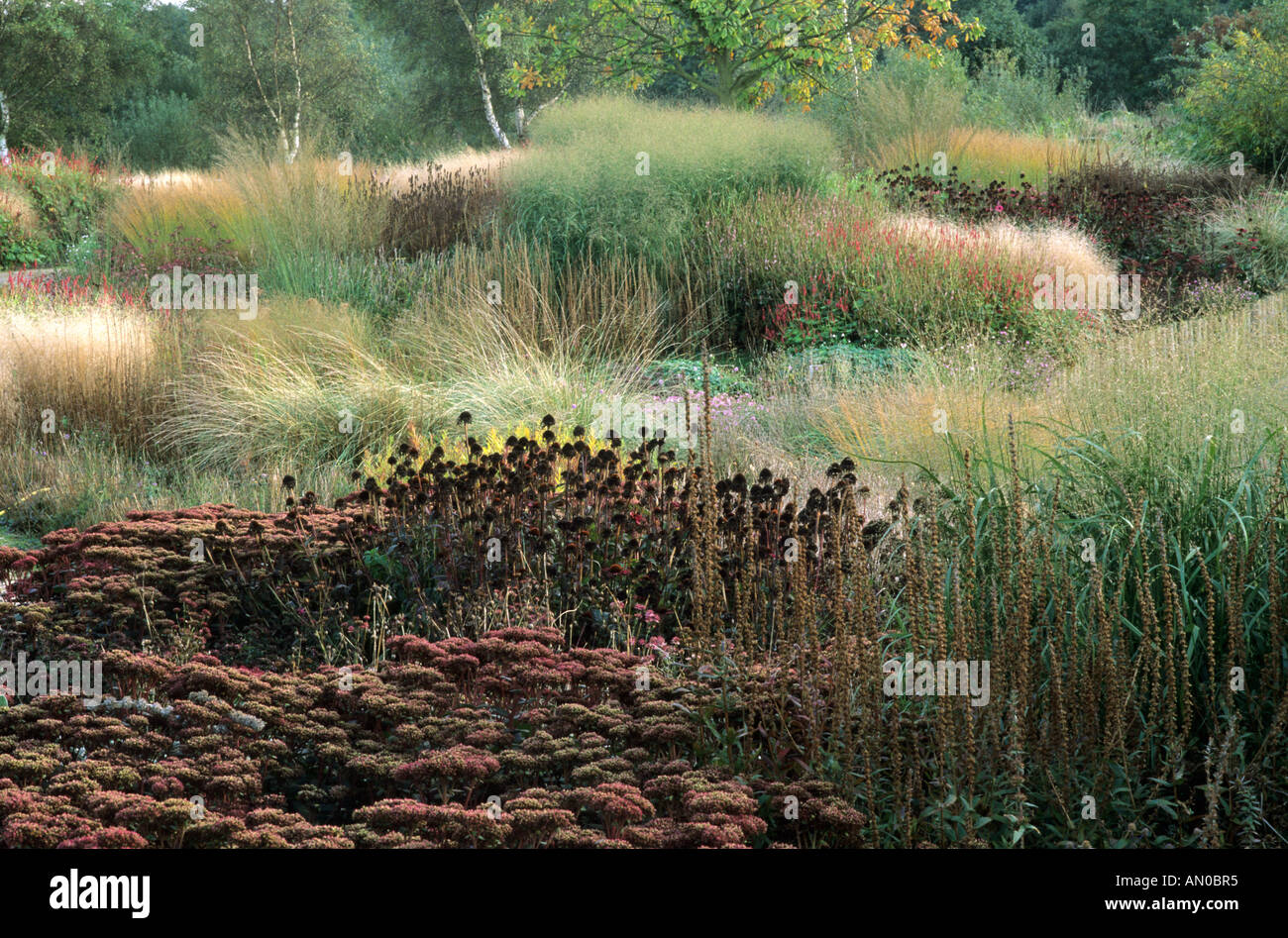 Pensthorpe Millennium Garden, Sedum, Echinacea seed heads, Autumn Stock Photo