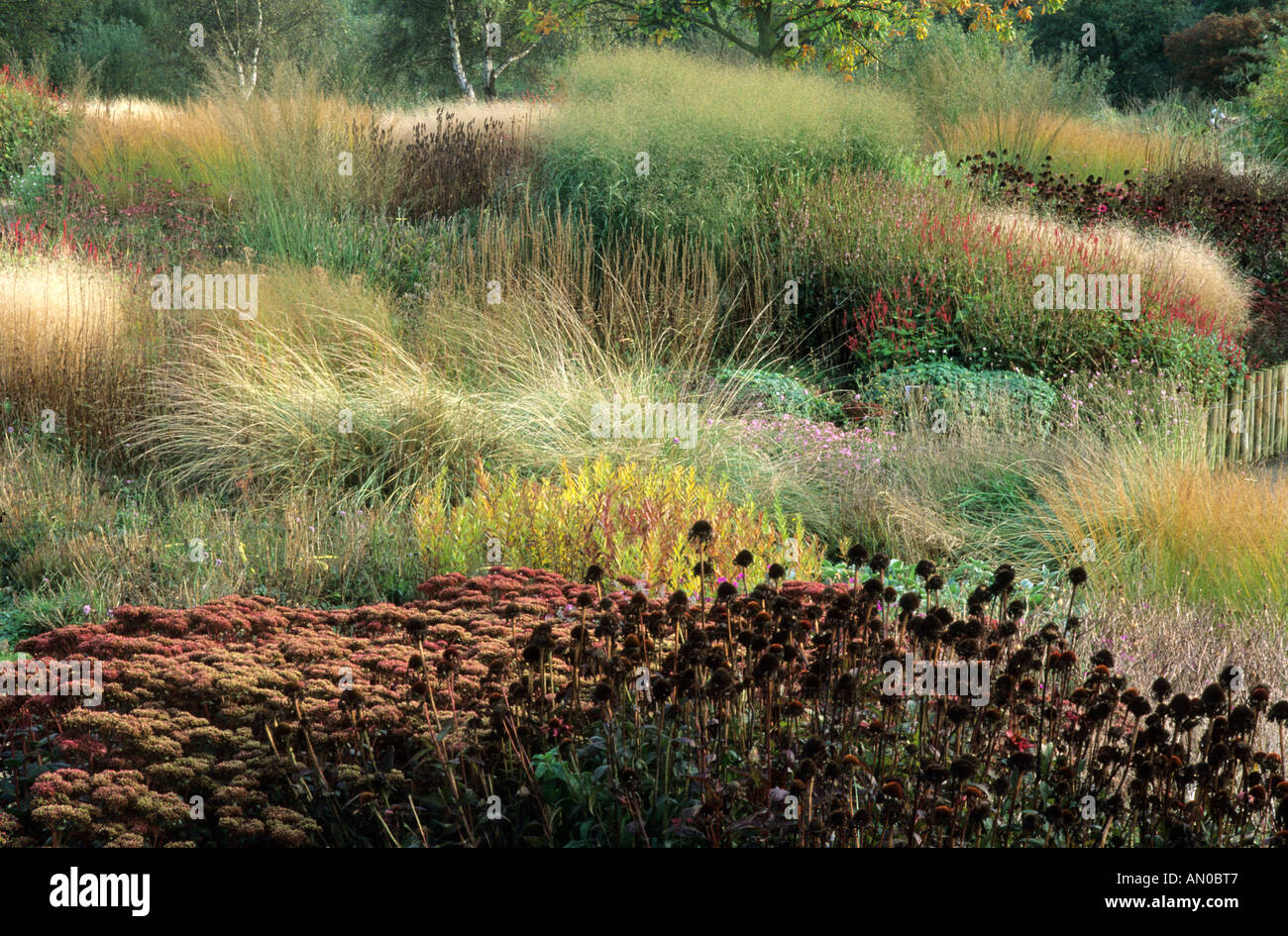 Pensthorpe Millennium Garden Sedum Echinacea seed heads grasses Autumn October panicum molinia Stock Photo