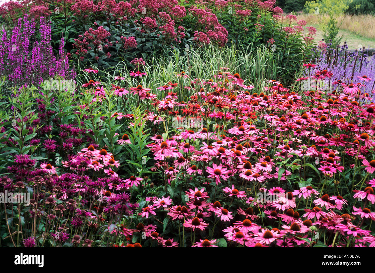 Pensthorpe, Echinacea 'Rubinstern', Perovskia, Eupatorium, Miscanthus Stock Photo
