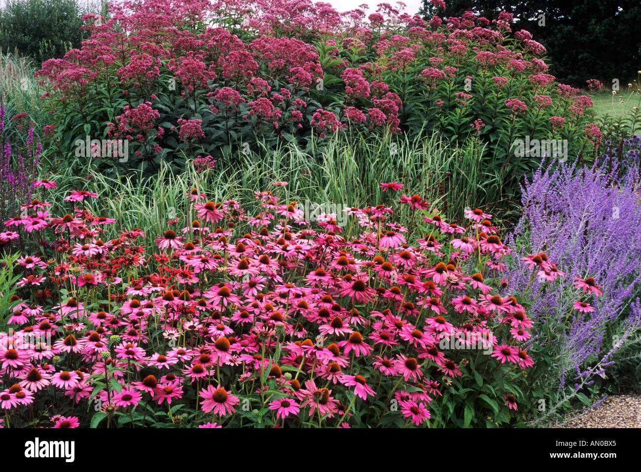 Pensthorpe, Echinacea 'Rubinstern', Perovskia, Eupatorium Stock Photo
