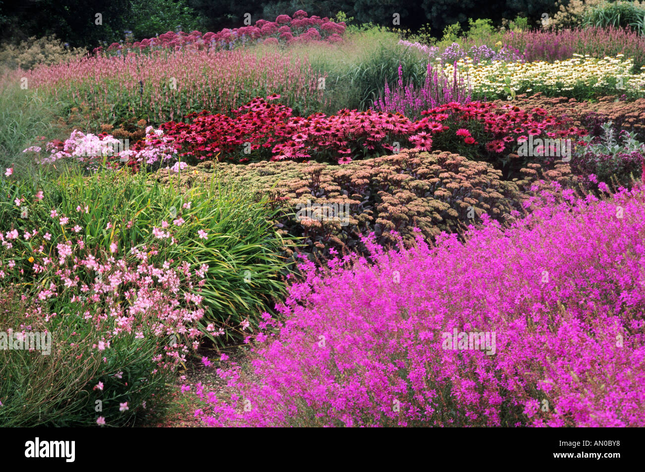 Pensthorpe Millennium Garden Norfolk Lythrum Echinacea Sedum drift prairie planting August designer Piet Oudolf Stock Photo