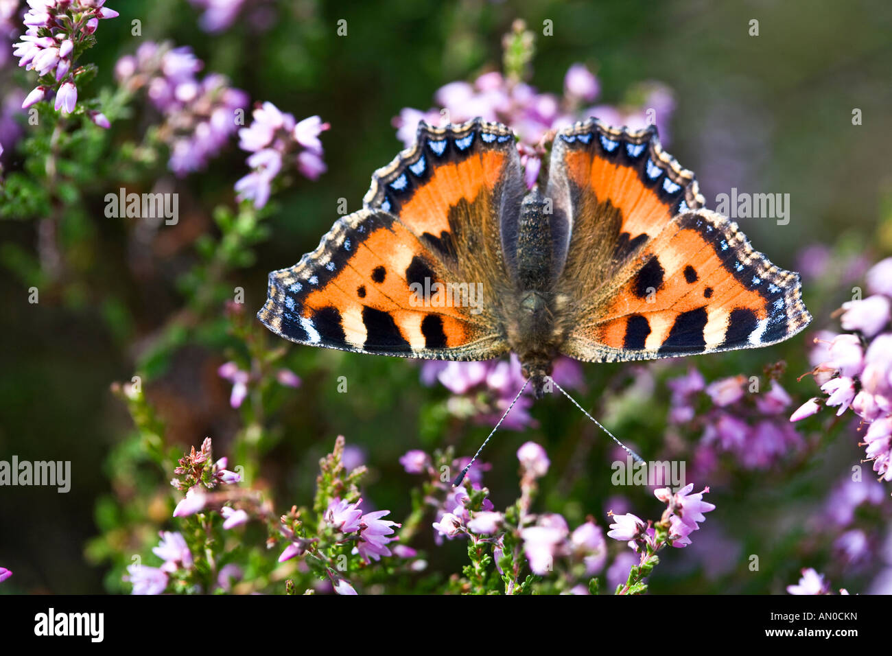 Small Tortoiseshell on Heather Stock Photo