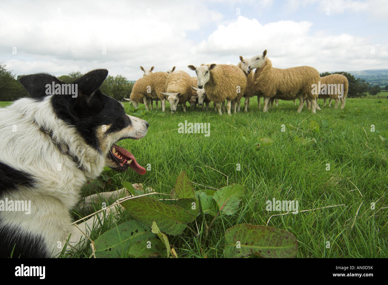 Sheepdog watching sheep in field Stock Photo