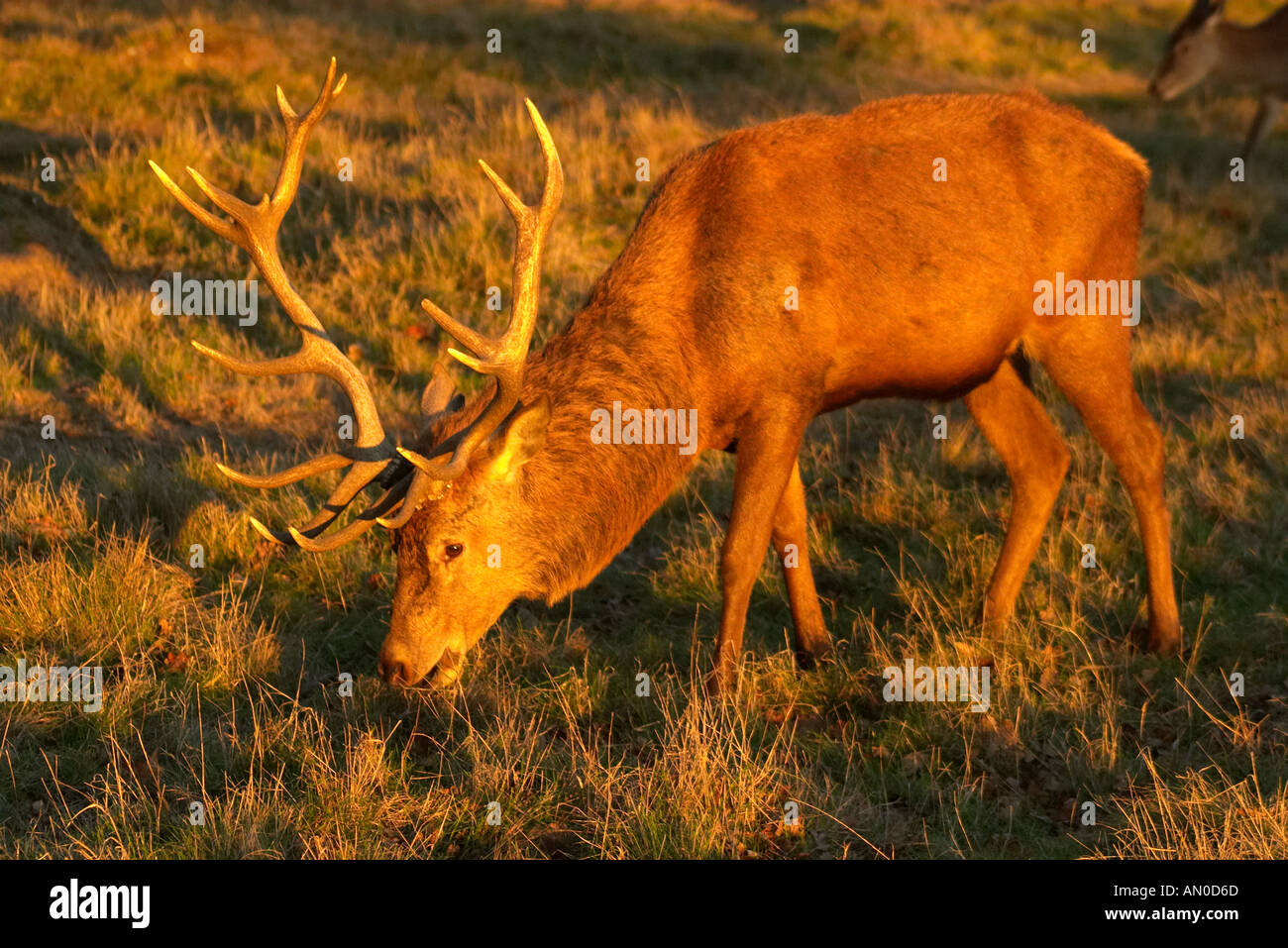 Red deer at bushy park hi-res stock photography and images - Alamy