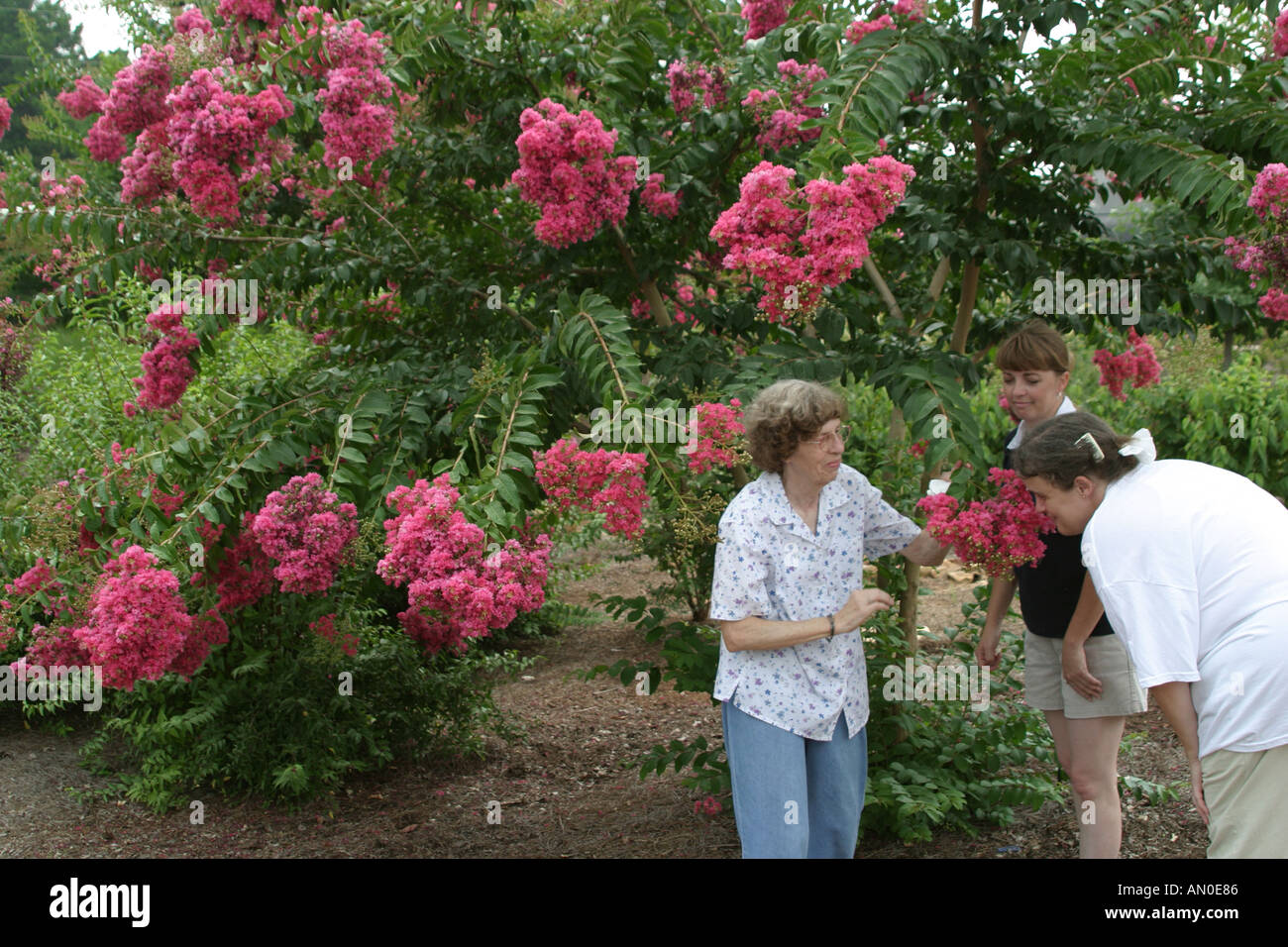 Alabama Madison County,Huntsville,Botanical Garden,plants,flora,flower