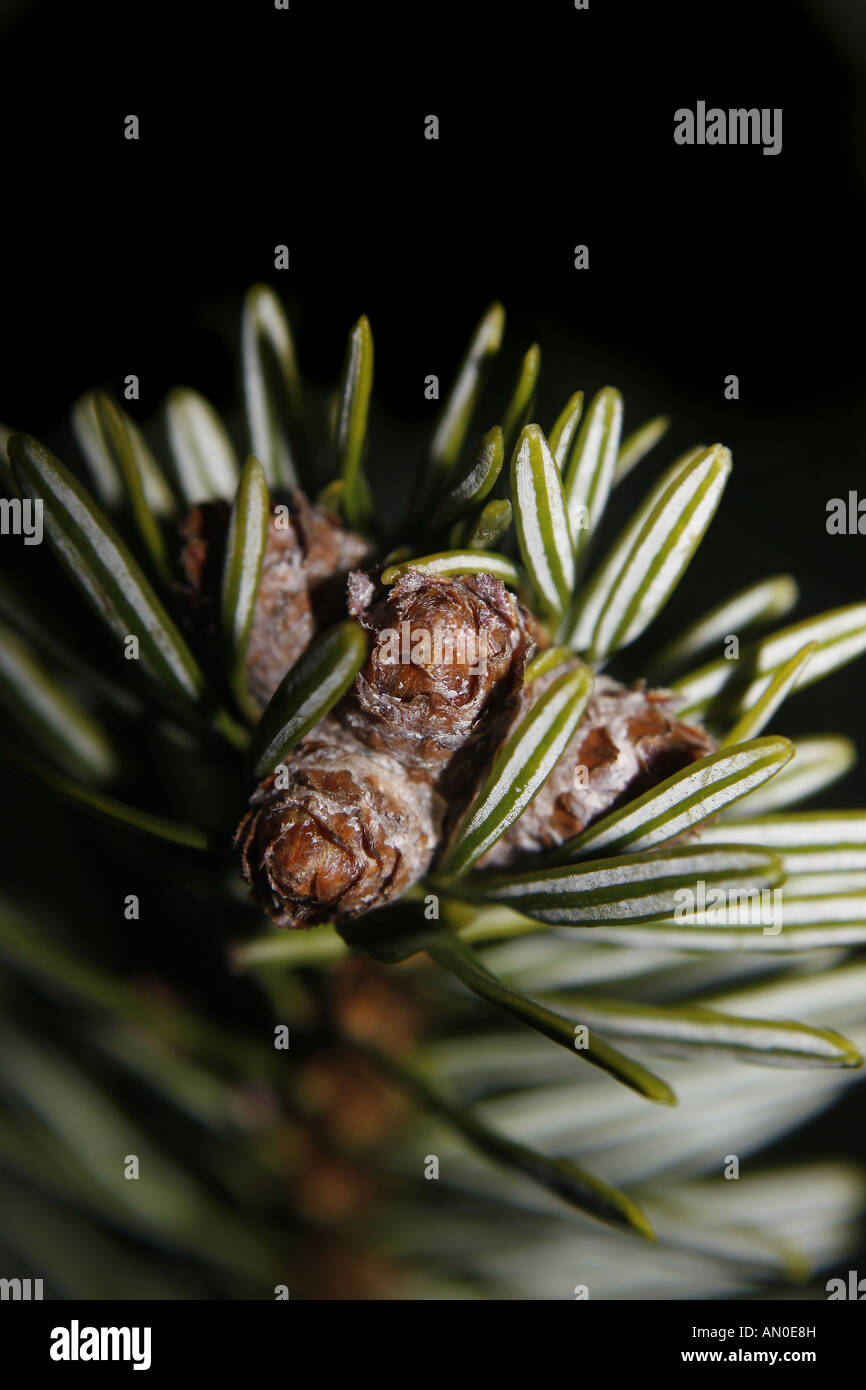 Close up fir christmas tree hi-res stock photography and images - Alamy