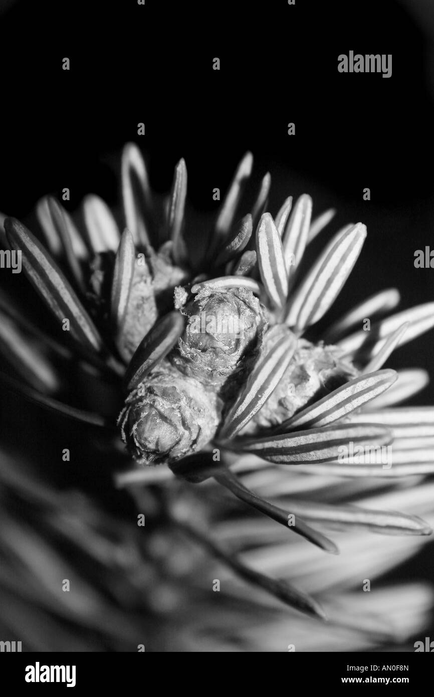 Christmas tree b w hires stock photography and images Alamy