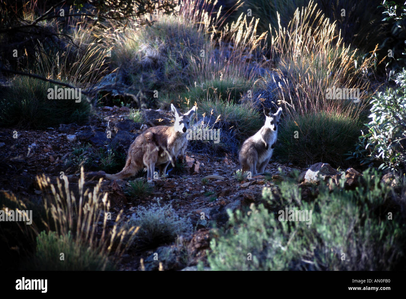 October 1996 Flinders Ranges South Australia Australia Grey Kangaroos at Arkaroola Stock Photo